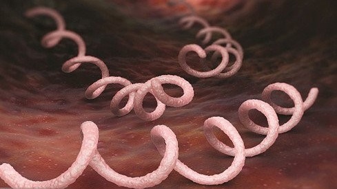 Xét nghiệm syphilis – Phương pháp sàng lọc bệnh giang mai hiệu quả 1