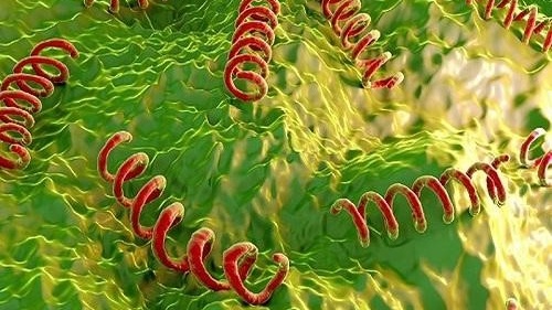 Xét nghiệm TPHA trong chẩn đoán bệnh giang mai 1