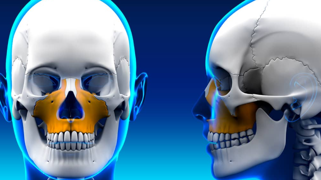 Xương hàm: Cấu tạo, chức năng và một số bệnh lý liên quan 1