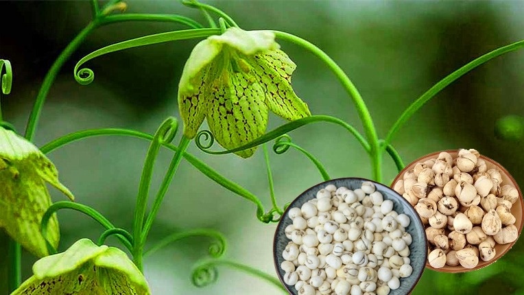 xuyen-boi-mau-co-tac-dung-gi-luu-y-khi-su-dung-xuyen-boi-mau