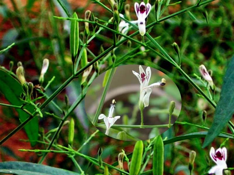 Xuyên tâm liên có tác dụng phụ gì? Lưu ý khi dùng xuyên tâm liên